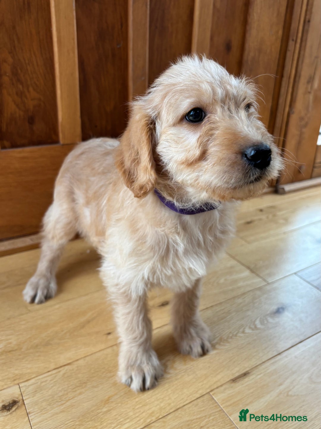 Labradoodle dogs for sale: Outstanding labradoodles from excellent pedigree  - Image 4