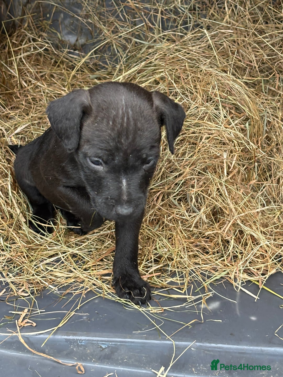 Patterdale Terrier dogs for sale: Gorgeous patterdale puppies - Advert 3