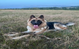 German Shepherd dogs for sale: Stunning long  German Shepherd puppies gsd pups  - Image 18