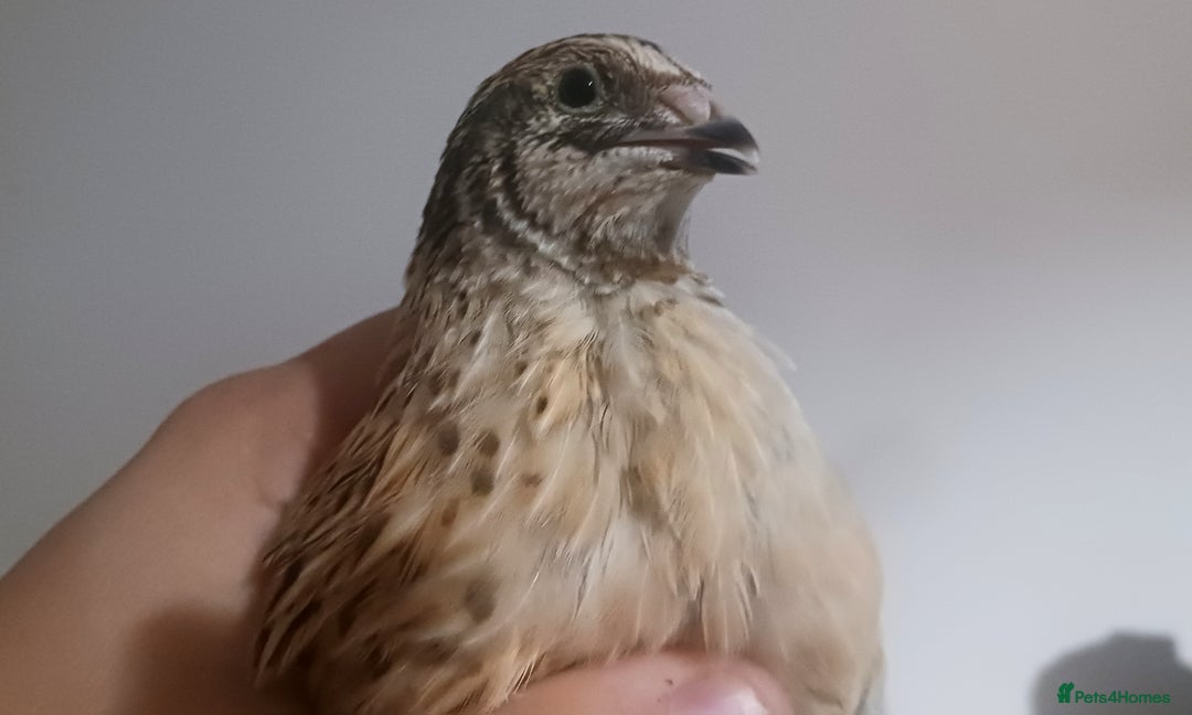 Quail poultry for sale: Manchurian/Italian Coturnix Quail Rooster - Image 4