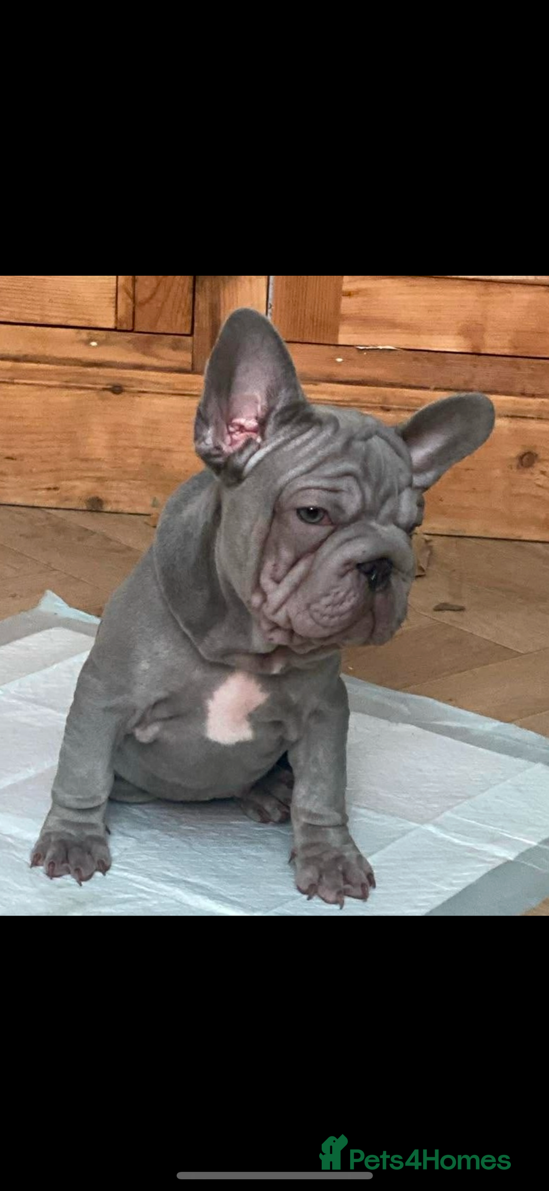 French Bulldog dogs for sale: Male French bulldog puppy  - Advert 2