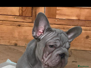 French Bulldog dogs LAST MALE- french bulldogs - Advert 5