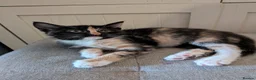 Mixed Breed cats for sale: Three beautiful kittens ready for their new homes - Advert 3