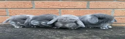 French Lop rabbits for sale: Lincolnshire Lops French Lop babies  - Advert 2