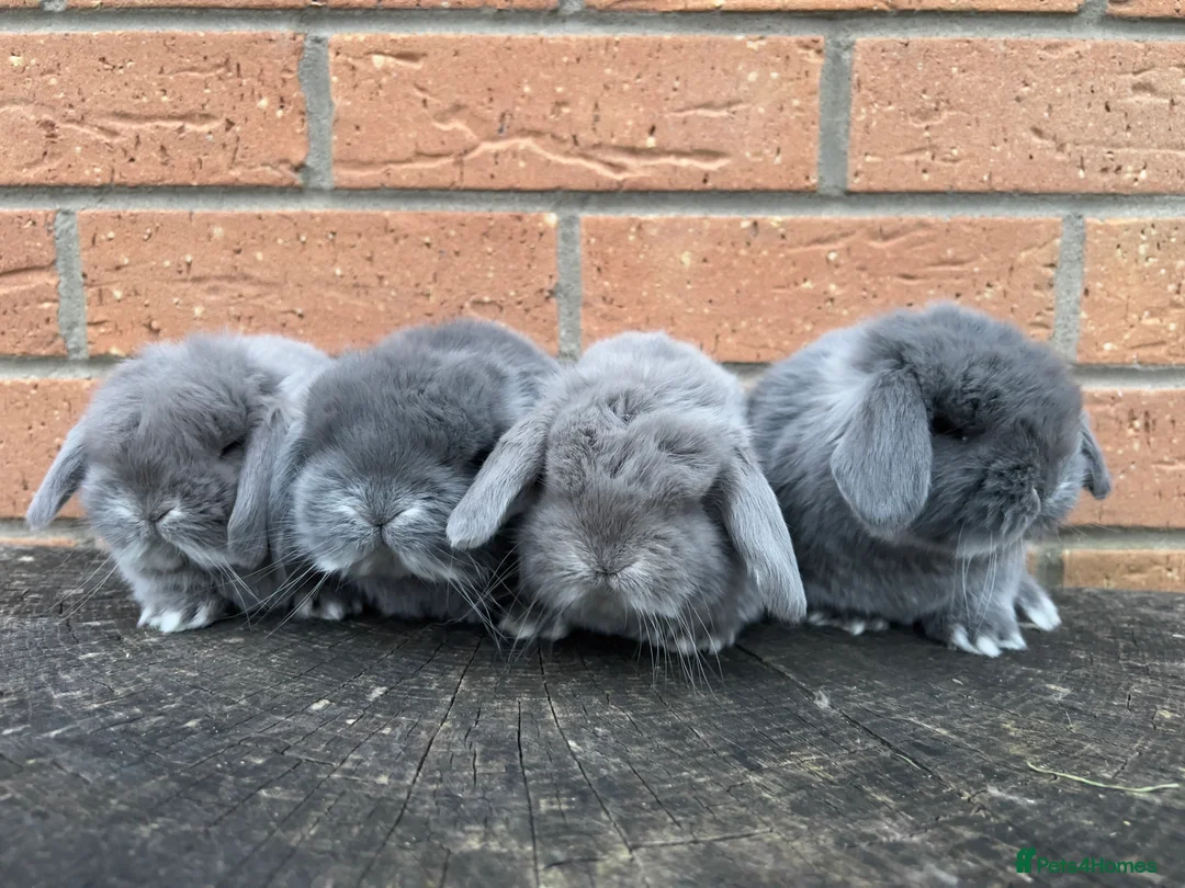 French Lop rabbits for sale: Lincolnshire Lops French Lop babies  - Advert 2