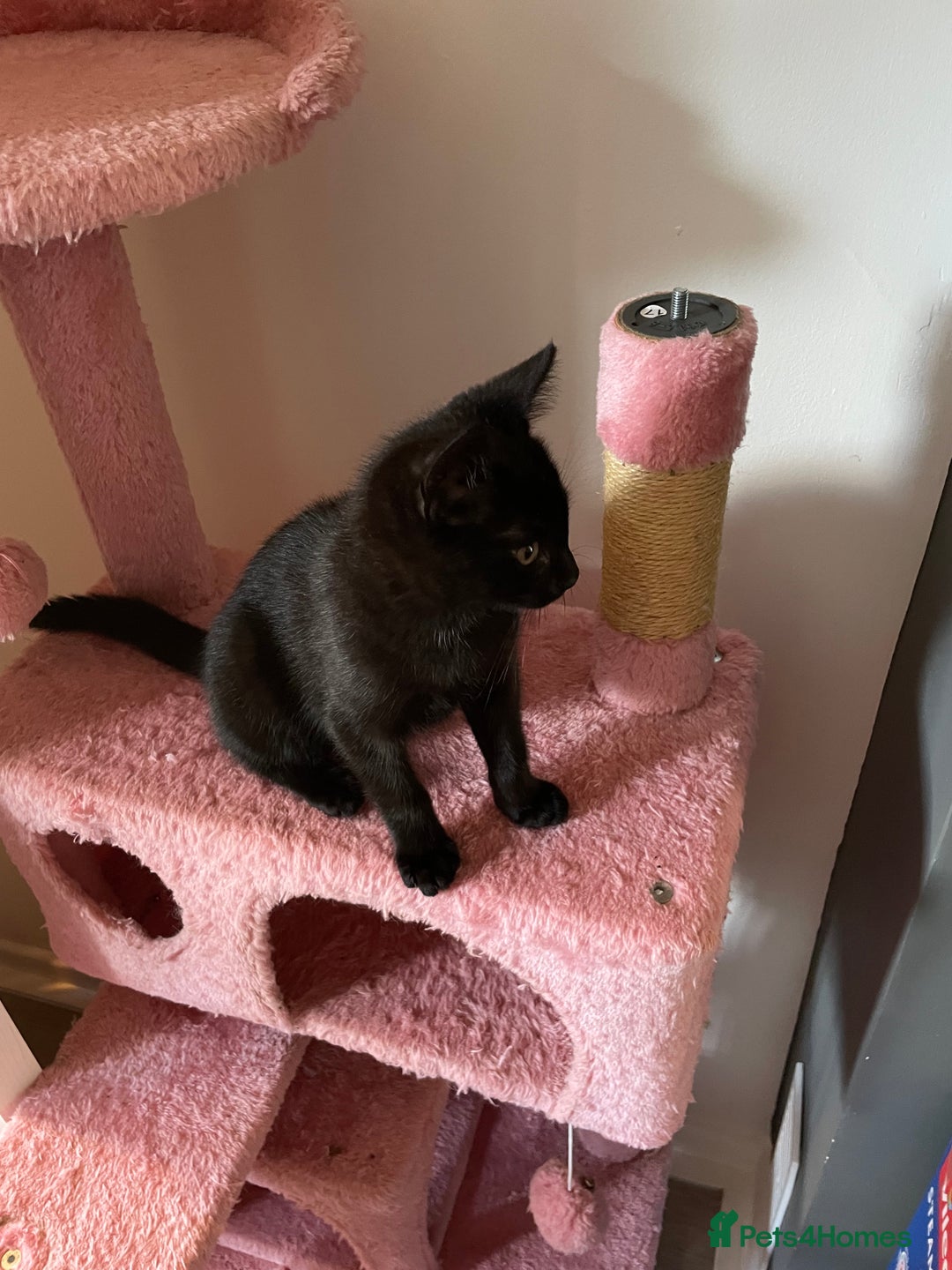 Domestic Shorthair cats for sale: Meet Skraps – Your New Snuggle Buddy! 🖤 - Image 5