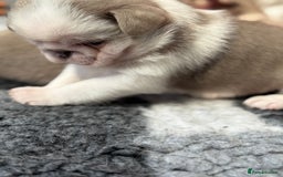 Pug dogs for sale: Stunning litter lilac tans and lilac tan pandas - Image 17