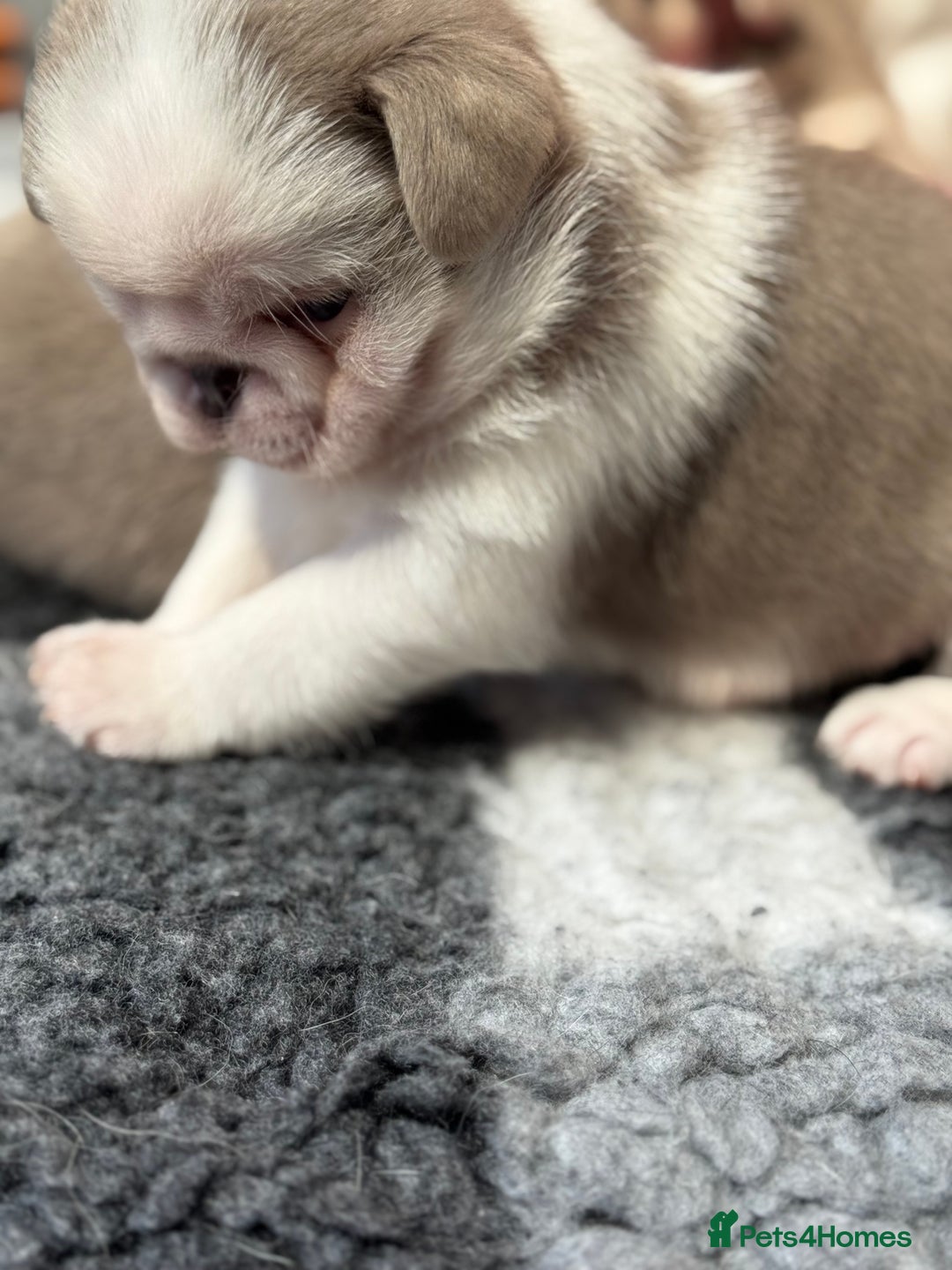 Pug dogs for sale: Stunning litter lilac tans and lilac tan pandas - Image 17