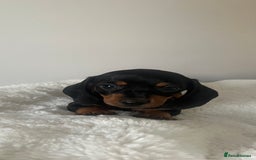 Miniature Dachshund dogs for sale: Miniature dachshund girl puppy  - Image 11