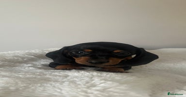 Miniature Dachshund dogs - Advert 1