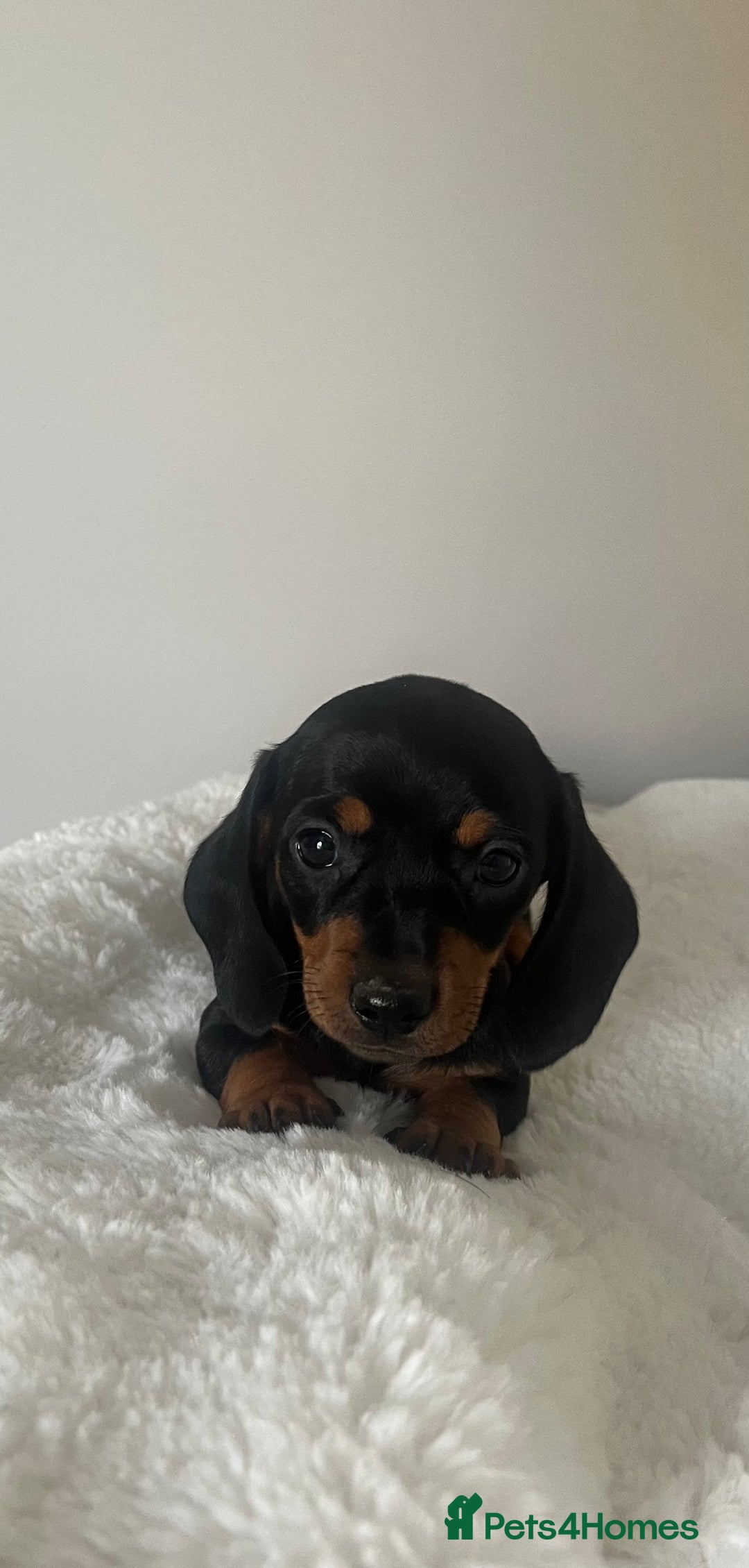Miniature Dachshund dogs for sale: Miniature dachshund girl puppy  - Image 11