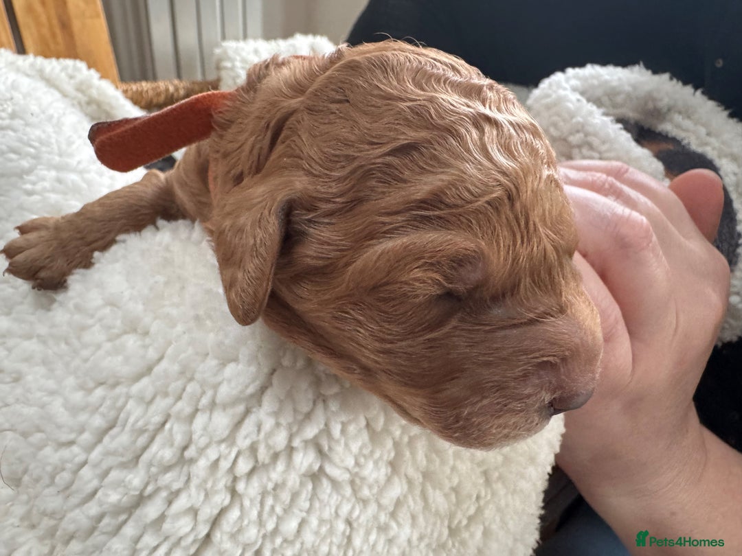 Australian Labradoodle dogs for sale: Annie's Australian Labradoodle Puppies are here! - Advert 23