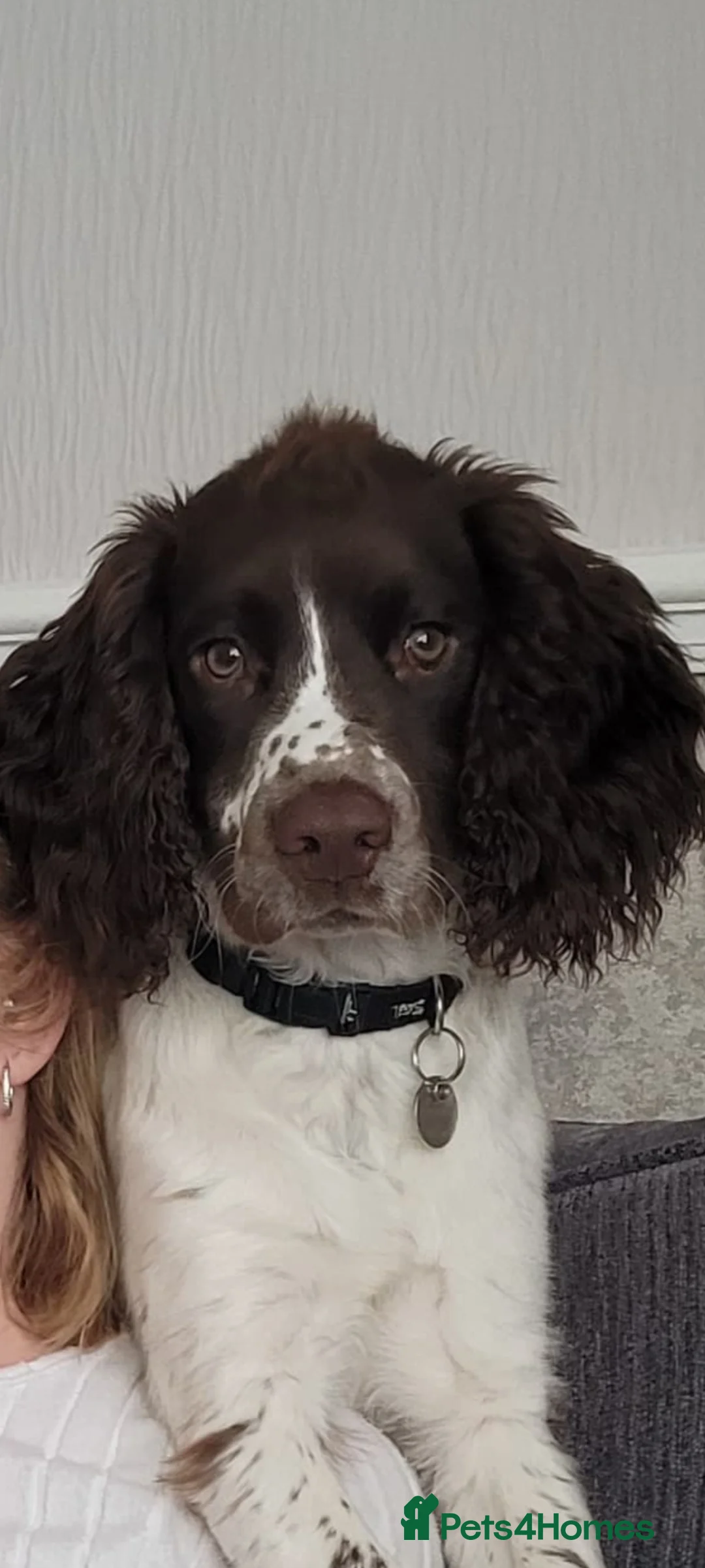 English Springer Spaniel dogs for sale: 6 month old English Springer Spaniel  - Advert 1