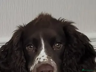 English Springer Spaniel dogs 6 month old English Springer Spaniel - Advert 2