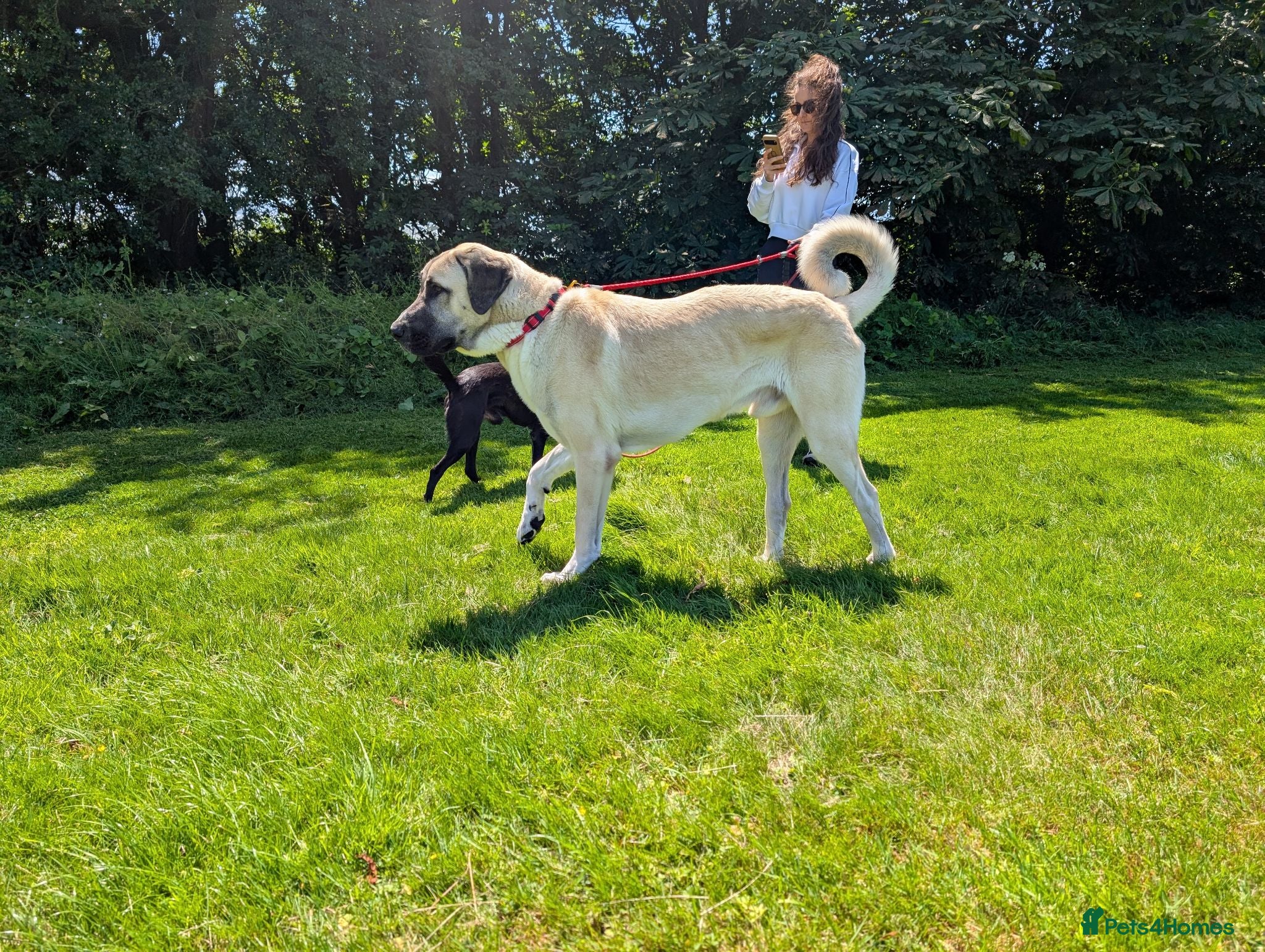 Anatolian Shepherd dogs Anatolian Shepherd  - Advert 11