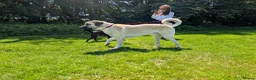 Anatolian Shepherd dogs for sale: Anatolian Shepherd  - Advert 1