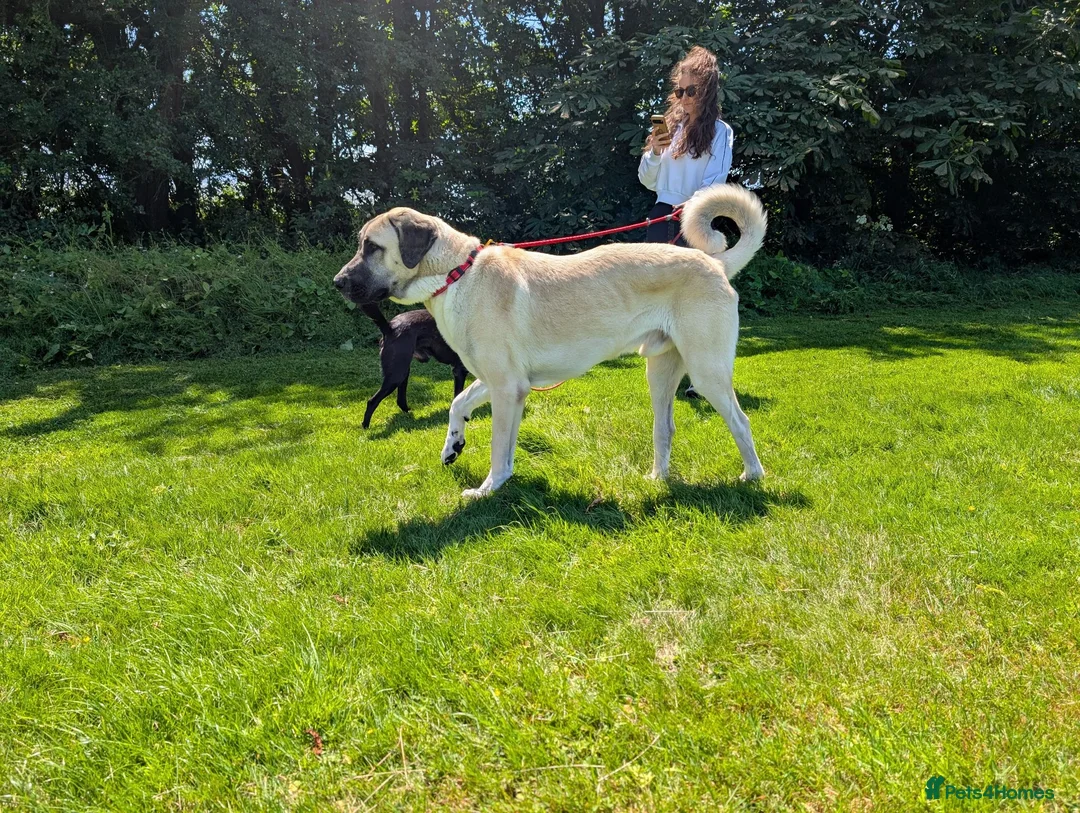 Anatolian Shepherd dogs for sale: Anatolian Shepherd  - Advert 1