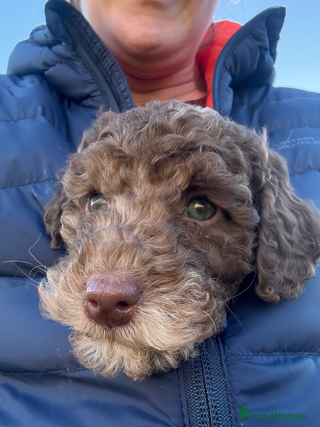 Cockapoo dogs for sale: F1b cockapoo puppies - Advert 36