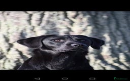 Labrador Retriever dogs for stud: Black Labrador Stud Dog Working  in Ellesmere - Image 3