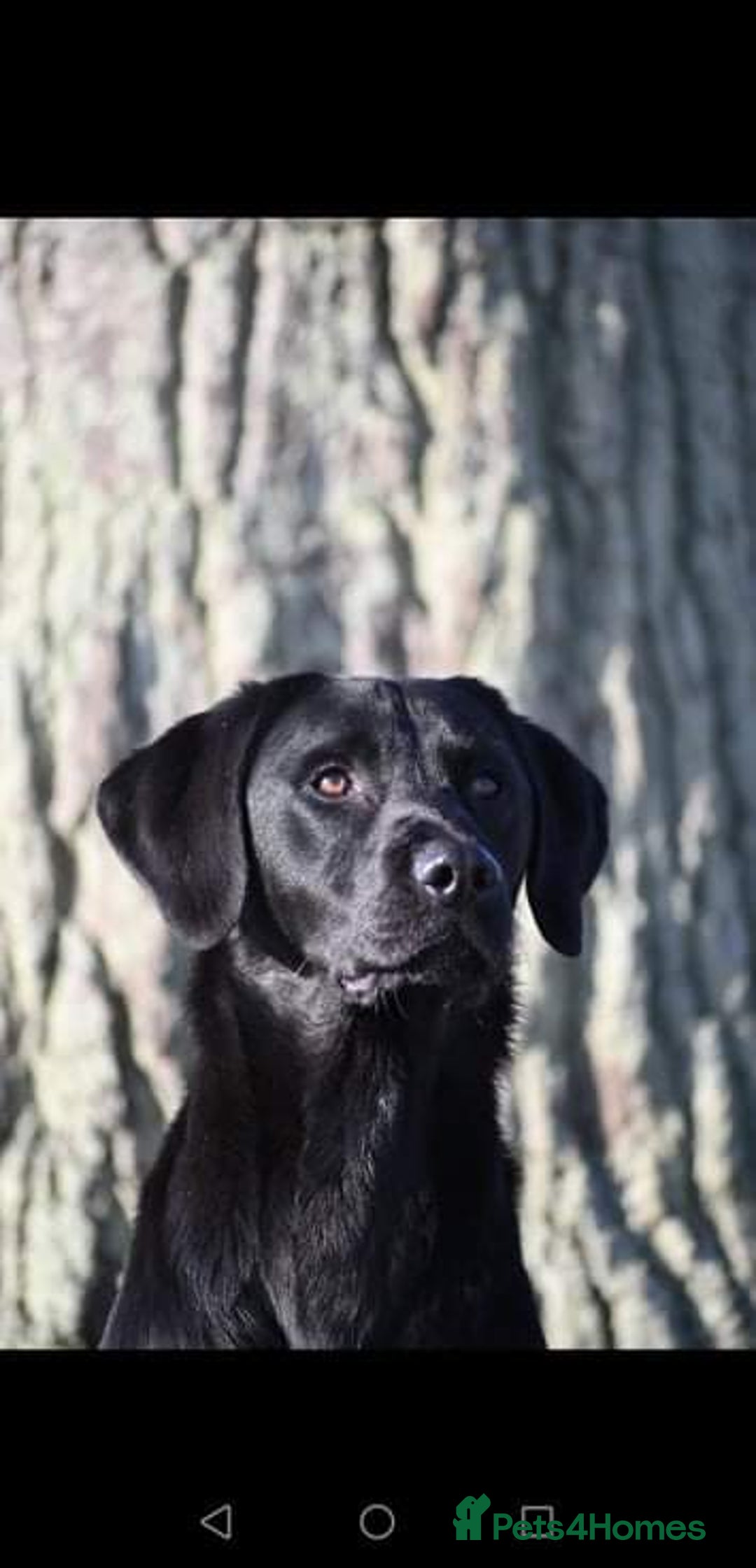 Labrador Retriever dogs for stud: Black Labrador Stud Dog Working  in Ellesmere - Image 3