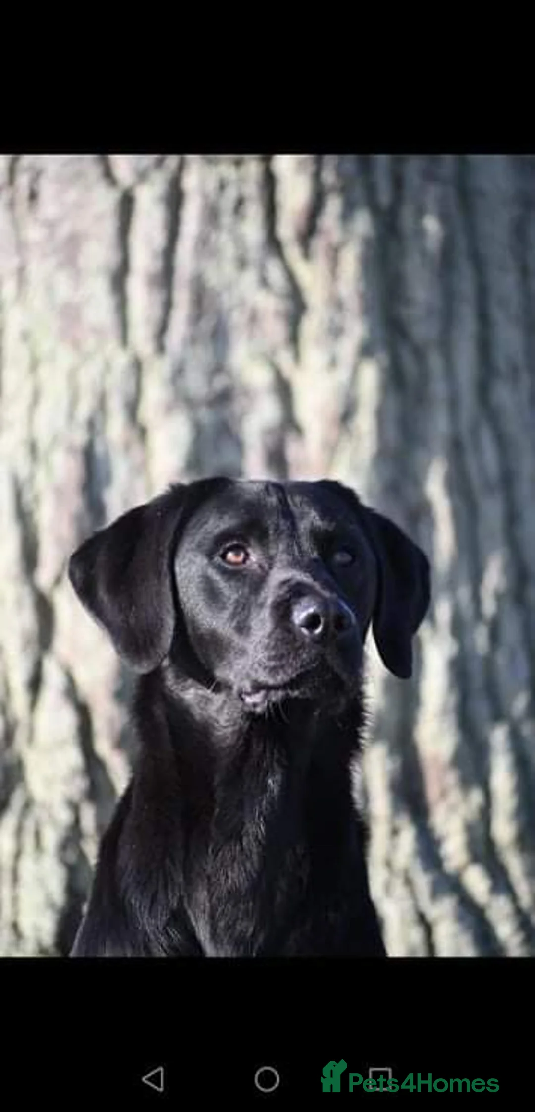 Labrador Retriever dogs for stud: Black Labrador Stud Dog Working  in Ellesmere - Advert 3