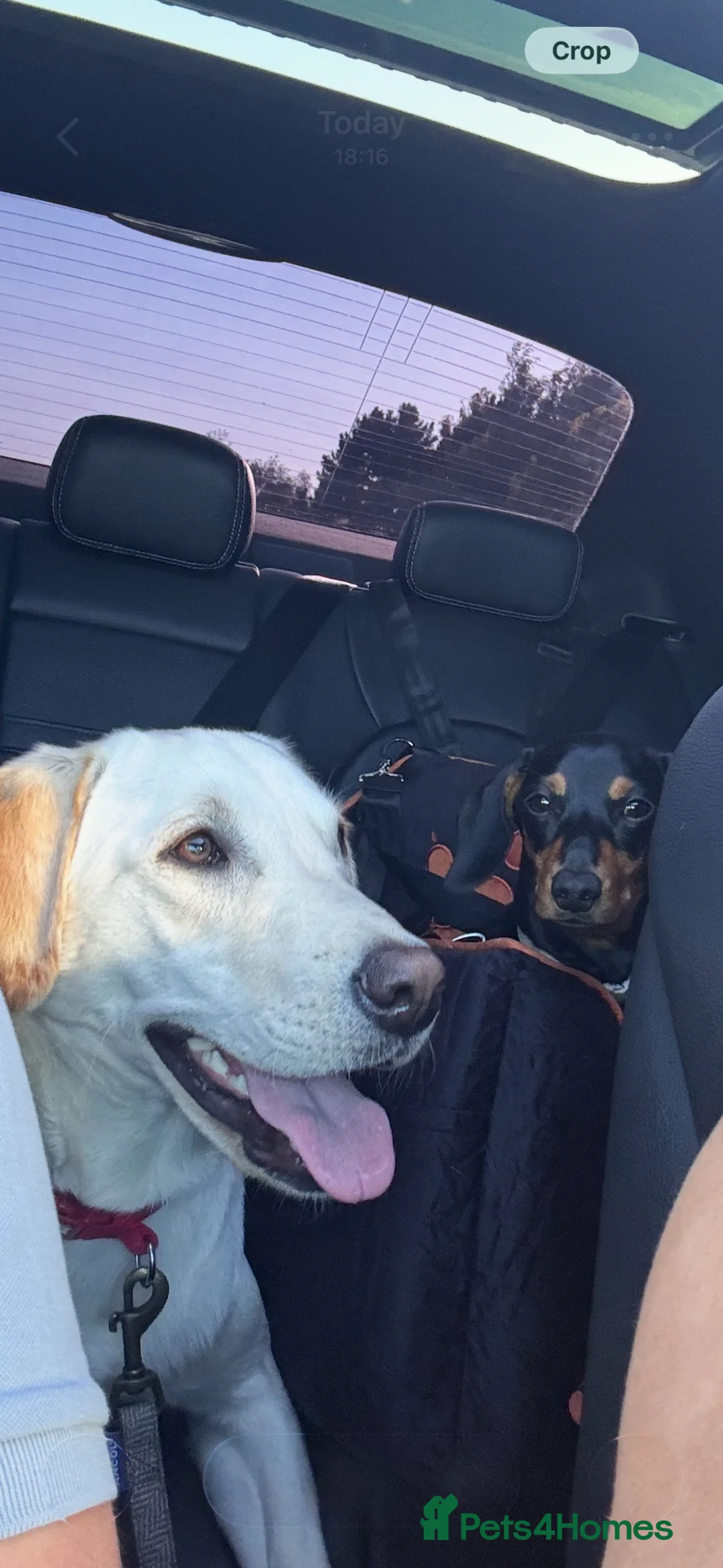 Labrador Retriever dogs for sale: Arlo Lab - Advert 4