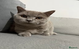 Brazilian Shorthair cats for sale: british short hair cats male  - Image 4
