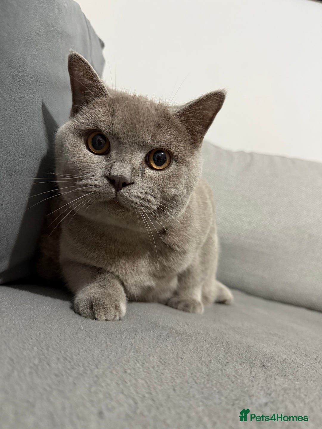 Brazilian Shorthair cats for sale: british short hair cats male  - Image 4