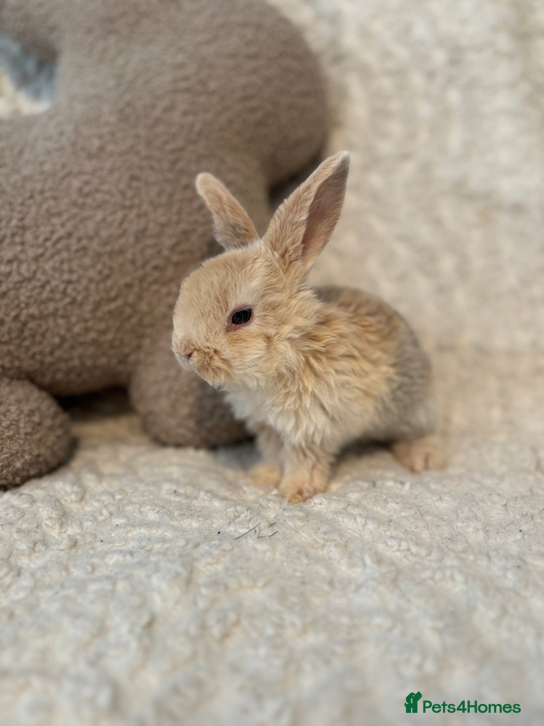 Mini Lop rabbits for sale: Mini plush lop babies 🫶🏻 ready to reserve! ✨  - Image 3