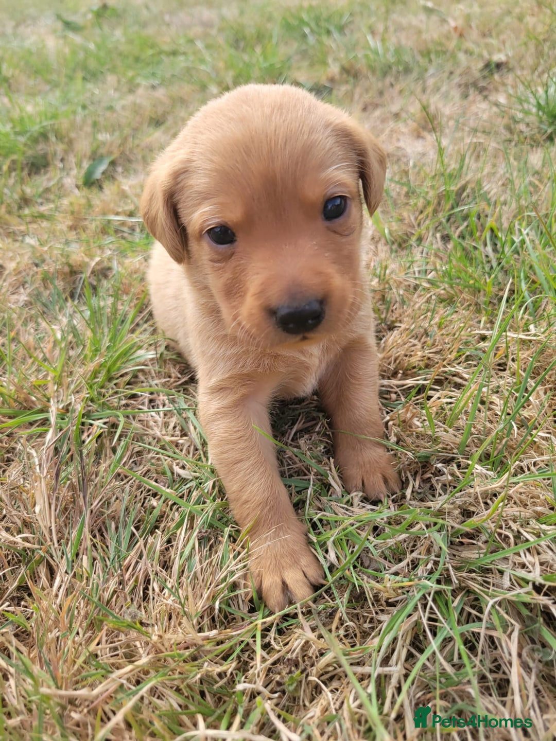 Labrador Retriever dogs for sale: Red Fox Labrador Puppies–Ready from 26th September - Image 10