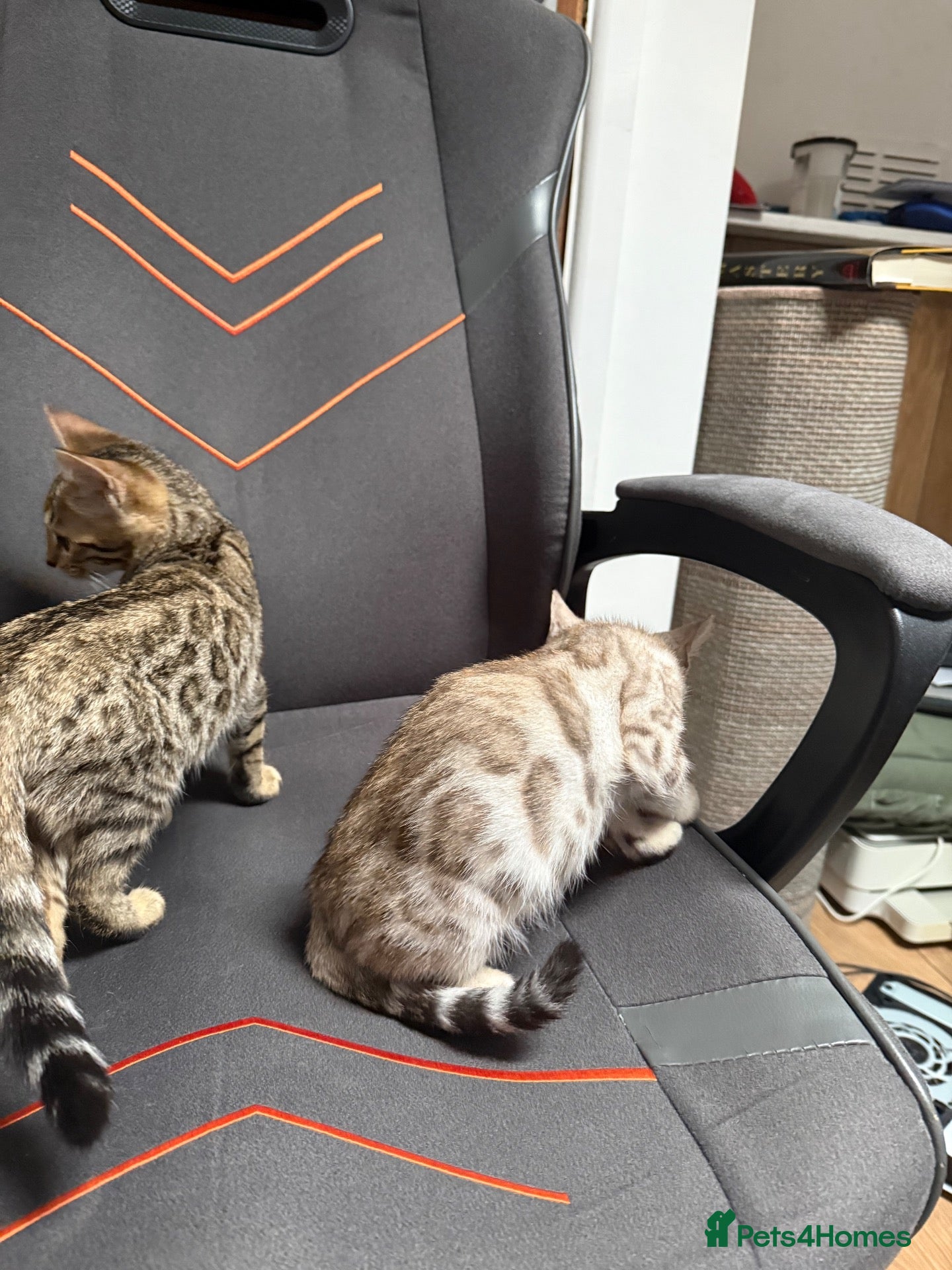 Bengal cats 2 bengal kittens READY NOW! - Advert 1