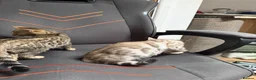 Bengal cats for sale: 1 bengal kitten LEFT! READY NOW! - Advert 2