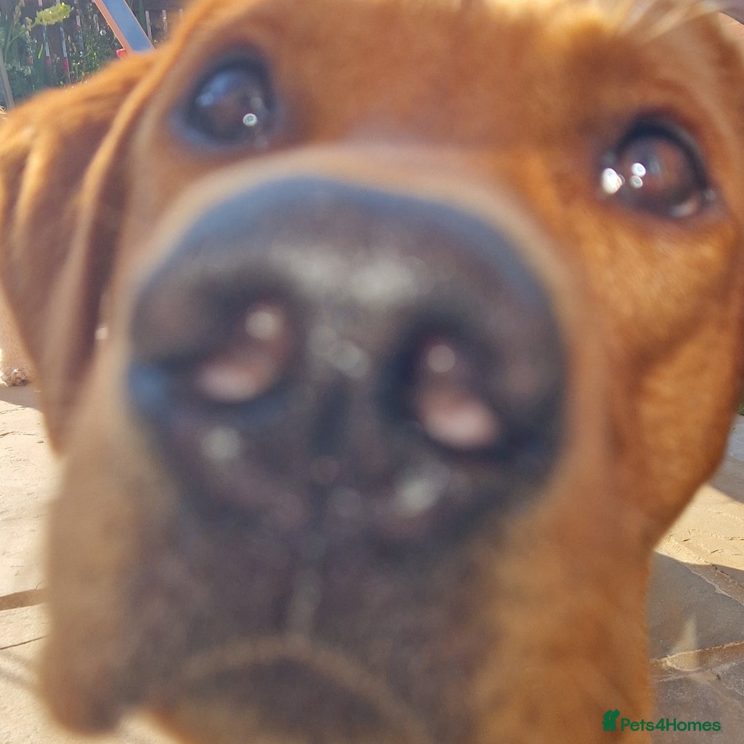 Labrador Retriever dogs for sale: Fox red Labrador  - Image 1