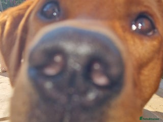 Labrador Retriever dogs - Advert 30