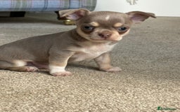 Chihuahua dogs for sale: 5⭐️licensed breeder! Gorgeous Girl ready 28/8❤️ - Image 7