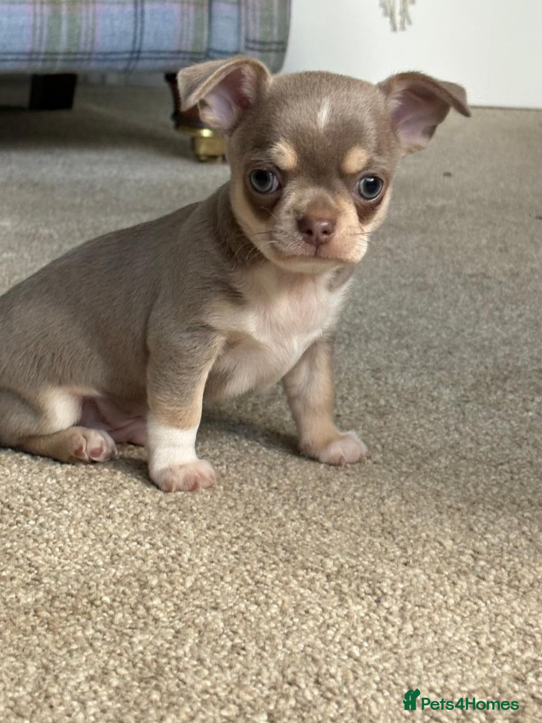 Chihuahua dogs for sale: 5⭐️licensed breeder! Gorgeous Girl ready 28/8❤️ - Image 7