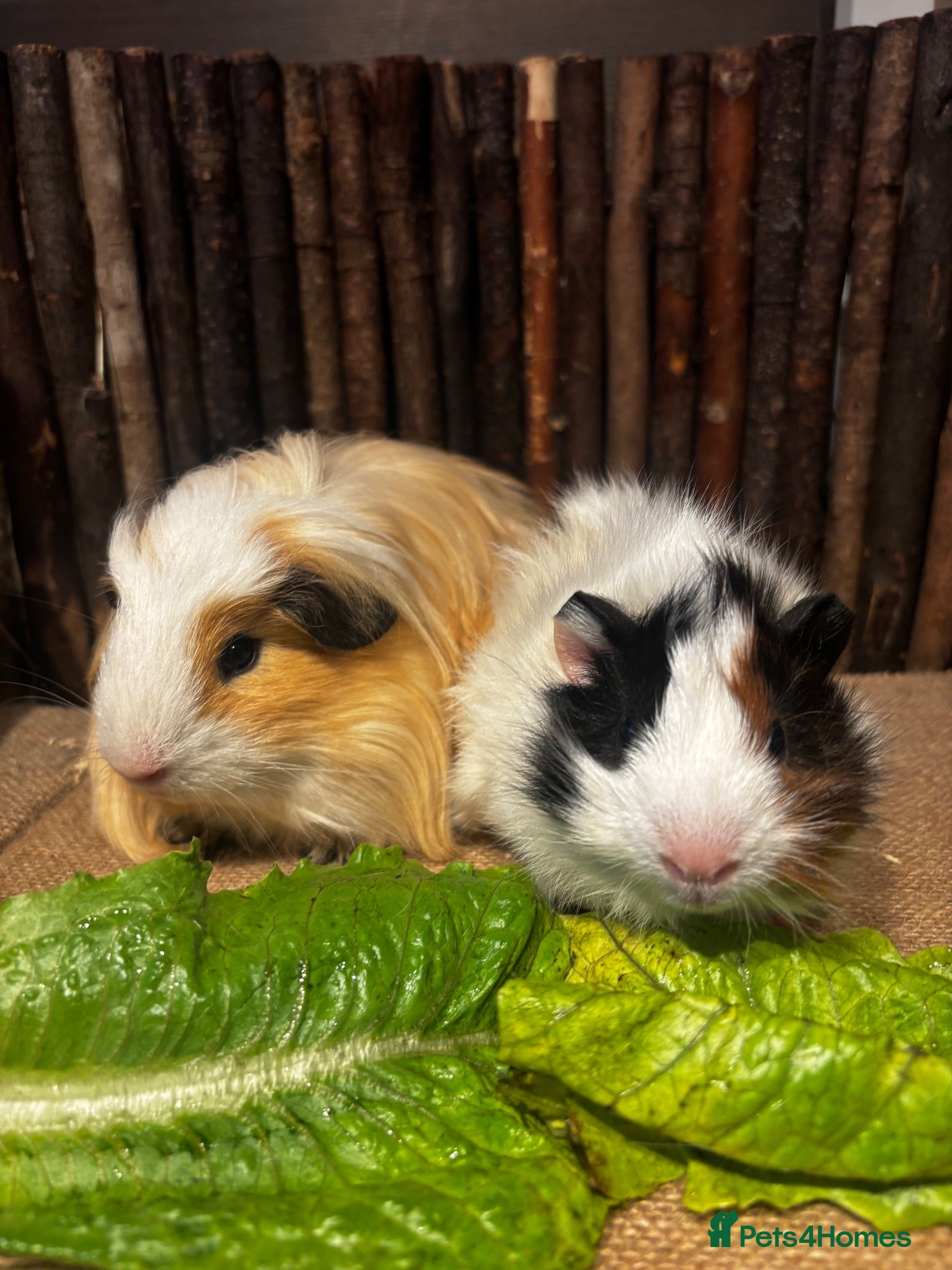 Guinea Pig rodents Merino, texel and coronet guinea pigs  - Advert 18