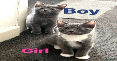 Ragdoll cats - Advert 4