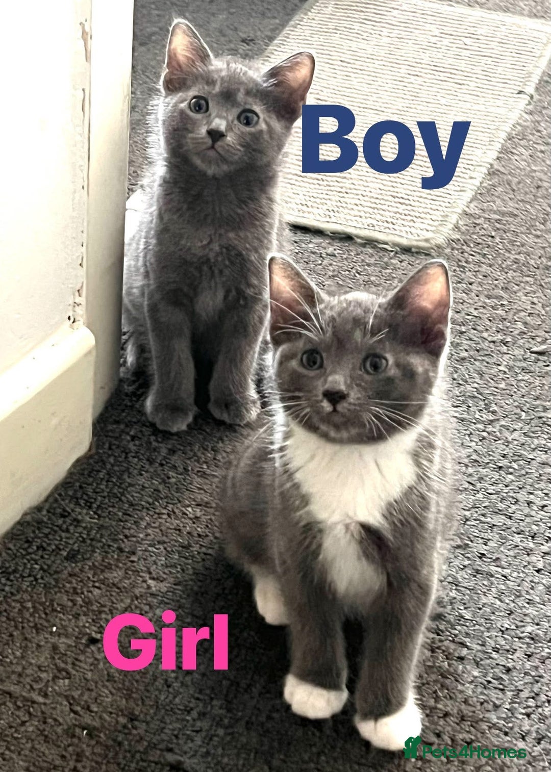 Ragdoll cats for sale: Adorable kittens ( Ragdoll cross) - Image 3