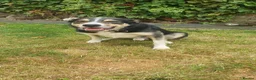 Border Collie dogs for sale: Gorgeous litter of Border Collie Puppies  - Advert 4