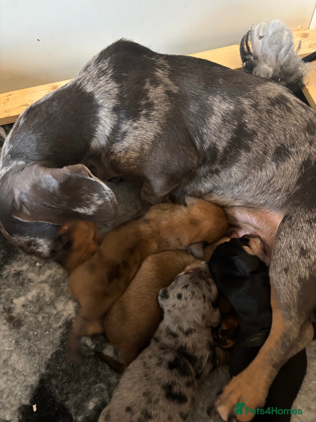 Miniature Dachshund dogs for sale: Gorgeous miniature dachshund puppies - Advert 4