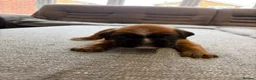 Boxer dogs for sale: Beautiful, KC registerd boxer puppies for sale in Canvey Island - Advert 4
