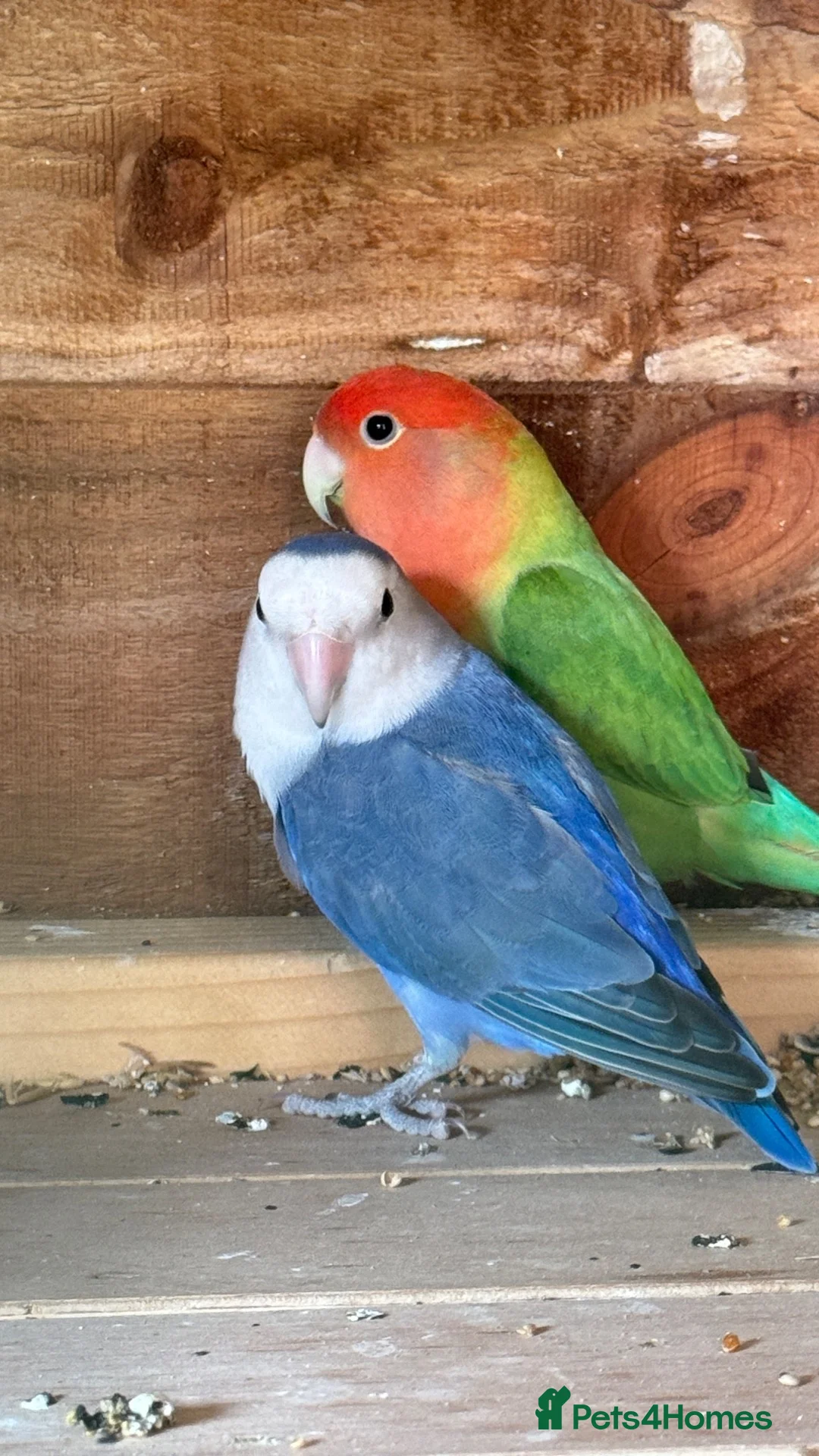 Lovebirds birds for sale: Love paired love birds for sale  in Liverpool - Advert 2