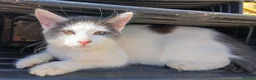 British Longhair cats for sale: 2 fluffy male kittens - Advert 6
