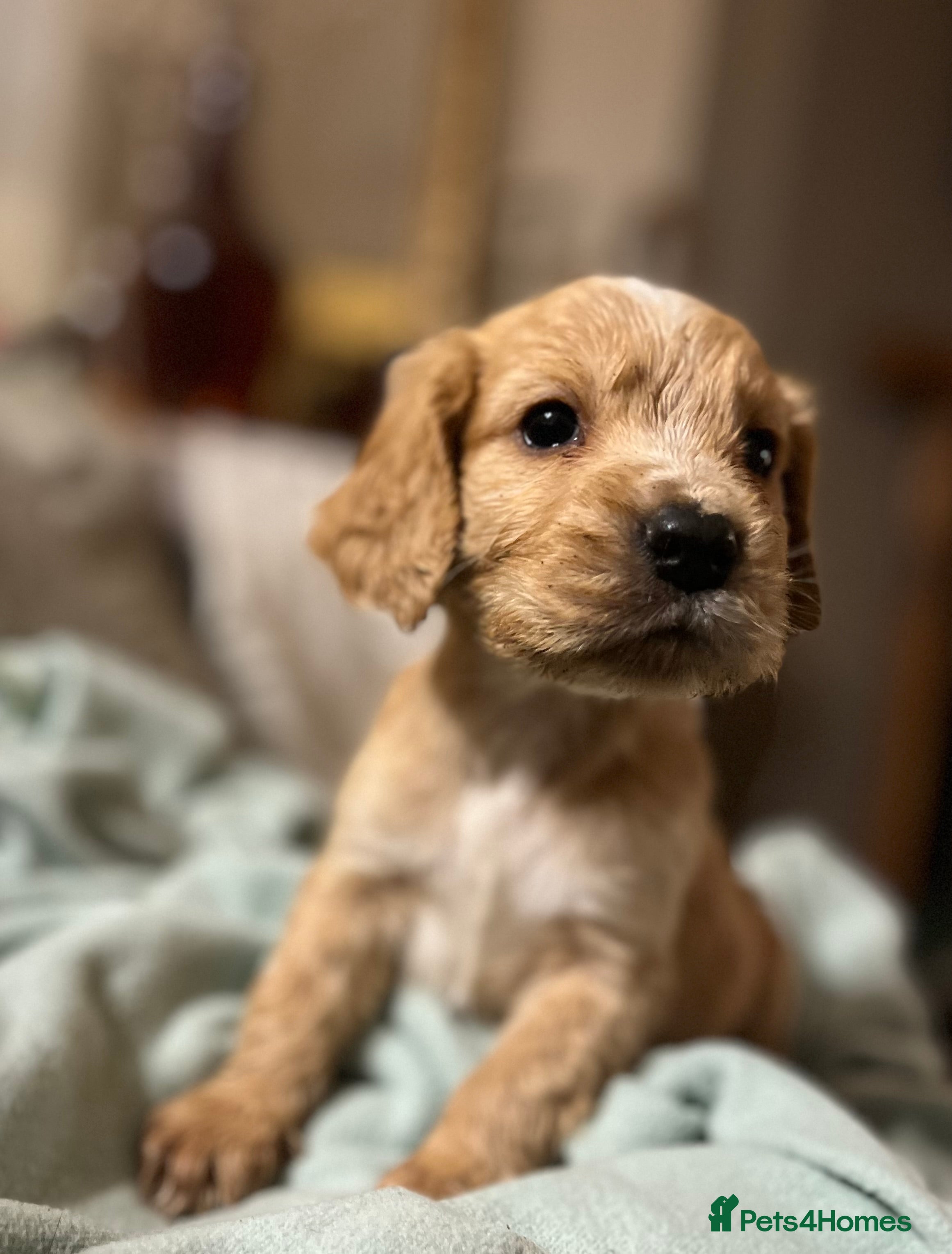 Cockapoo dogs BEAUTIFUL F1 COCKAPOOS - Advert 7