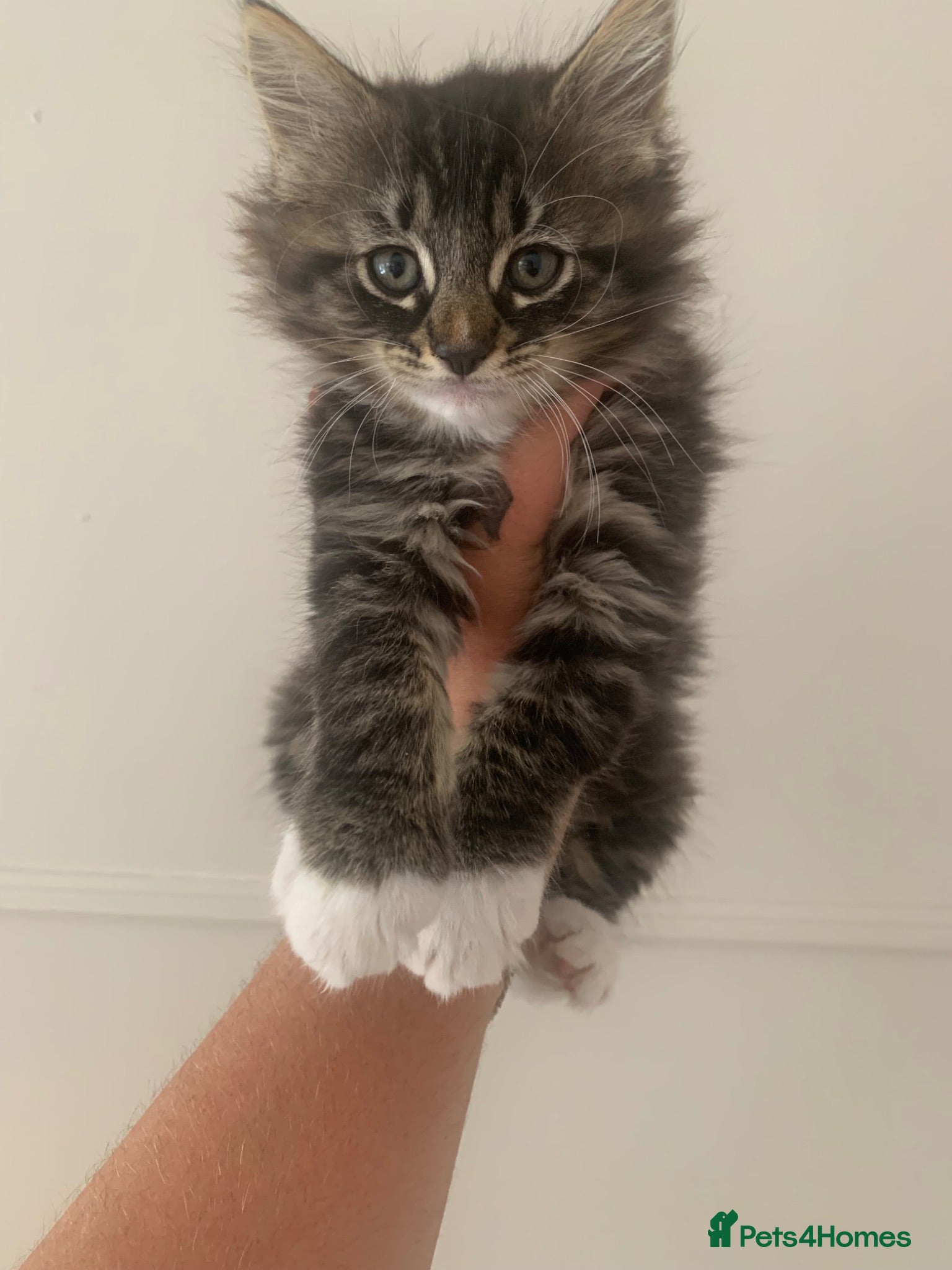 Maine Coon cats King Maine coones👑 - Advert 1