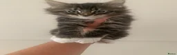 Maine Coon cats for sale: King Maine coones👑 - Advert 1