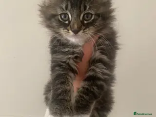 Maine Coon cats King Maine coones👑 - Advert 11