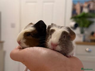 Guinea Pig rodents Pair of boar (male) guinea pigs - Advert 1