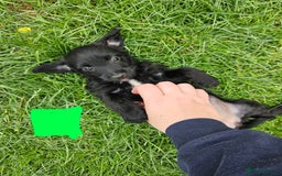 Jackapoo dogs for sale: Jackapoo puppies x7 - Image 7